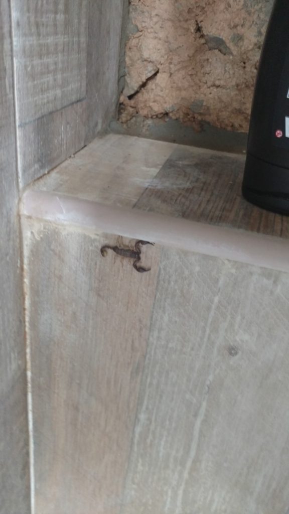 Skorpion na płytkach w łazience na kempingu w Czarnogórze.