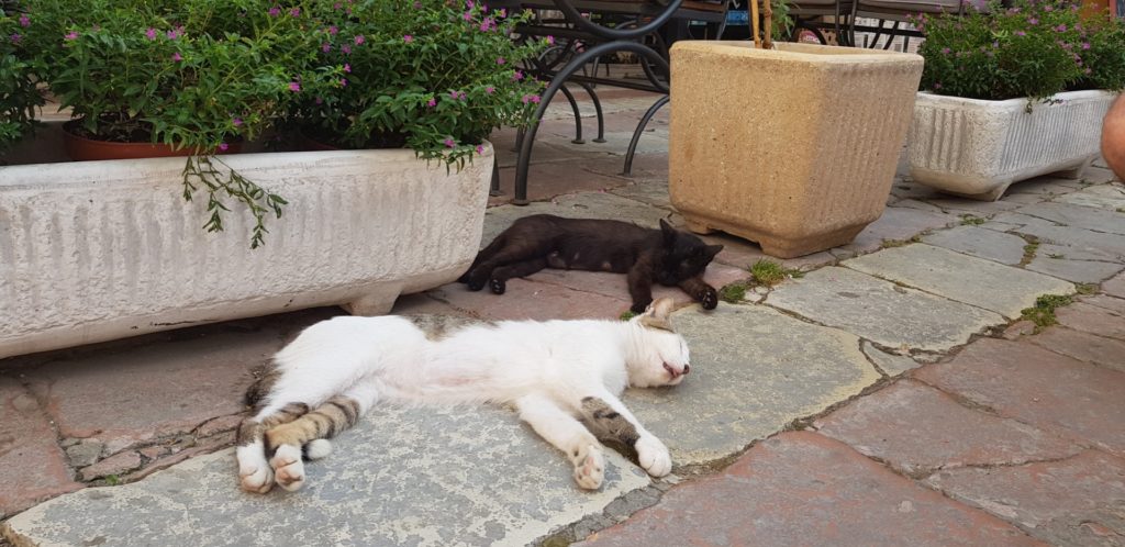 Biały i czarny kot śpiące w Czarnogórskim Kotorze.