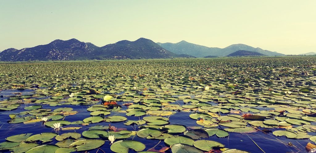 Lilie wodne na tafli Jeziora Szkoderskiego w Czarnogórze.