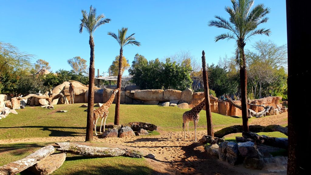 Żyrafy liżace palmy w Bioparc Walencja.