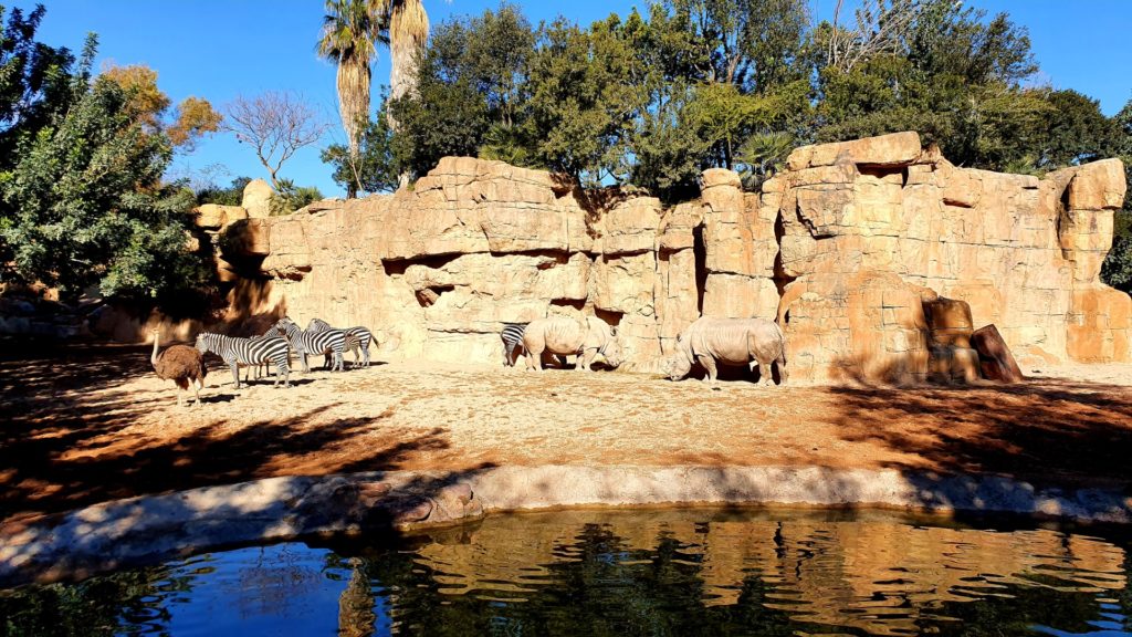 Nosorożce, zebry i struś w Bioparc Walencja.
