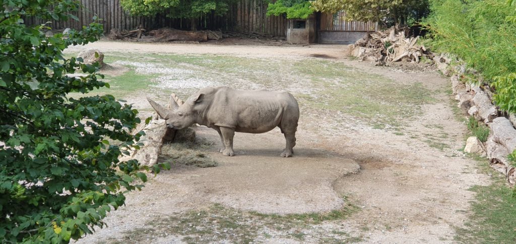 Nosorożec stojący na wybiegu w zoo.