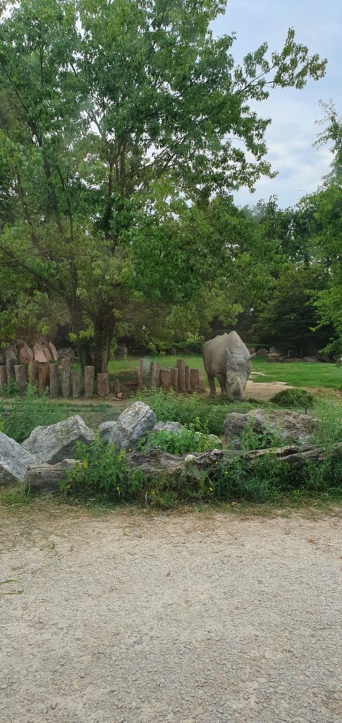 Nosorożec stojący na wybiegu w zoo.
