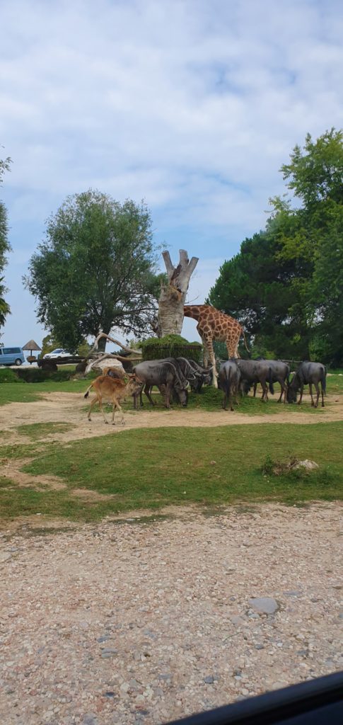 Afrykańskie zwierzęta w zoo.
