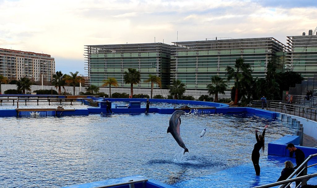 Pokaz delfinów w oceanarium Walencja.