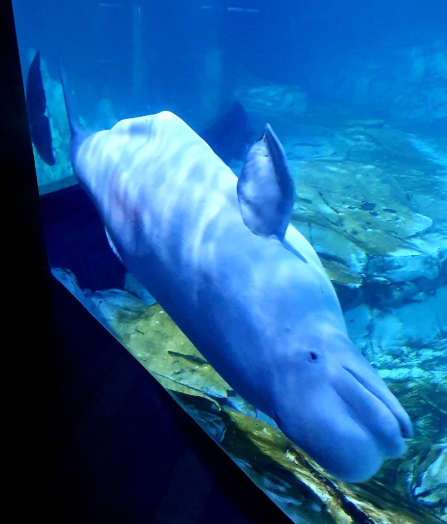 Walenie pływające w oceanarium Walencja.