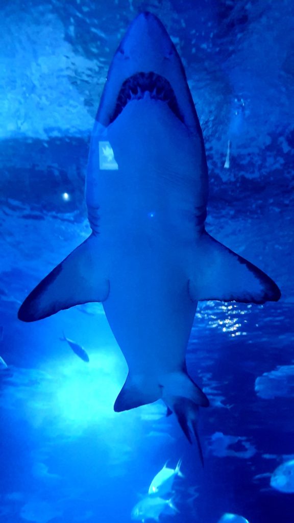 Rekin płynący nad głową zwiedzających,