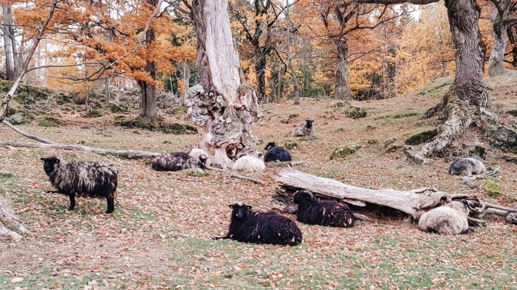 stado owiec wypoczywające pod drzewami, jesienią.