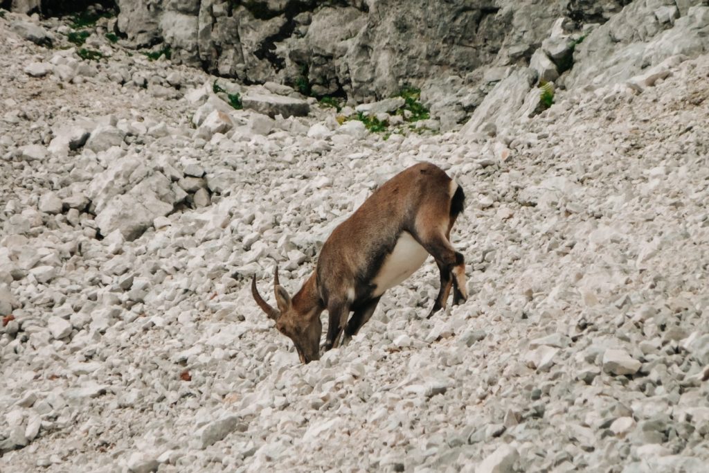 Koziorożec spotkany na szlaku na Razor w Alpach Julijskich.