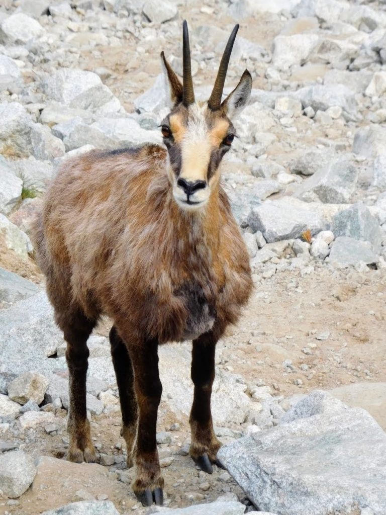 Kozica górska spotkana na szlaku. Tatry słowackie.