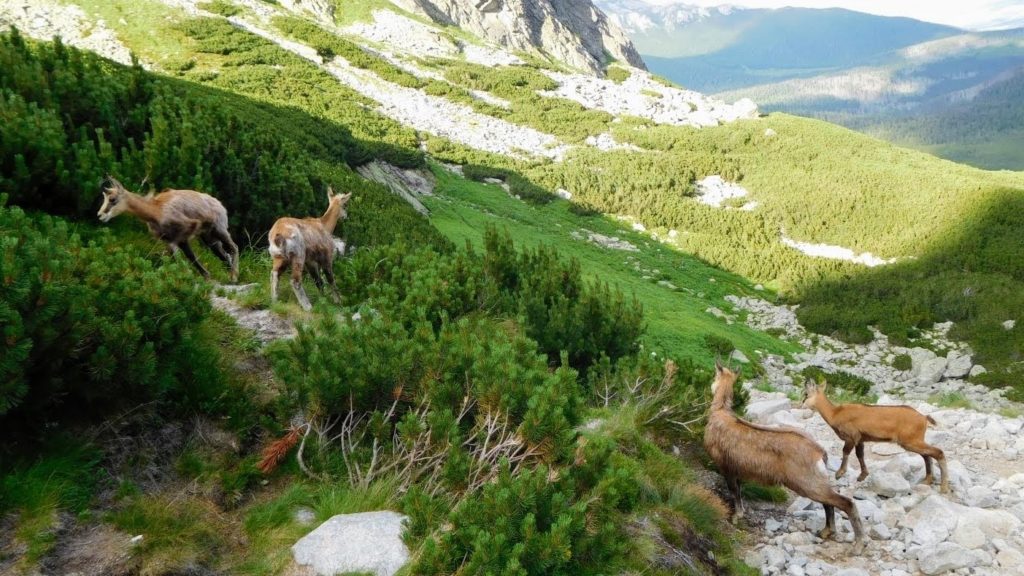 Stado kozic na szlaku w Tatrach.