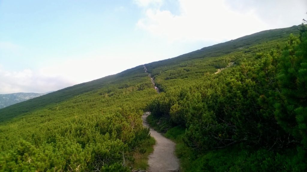 Szlak górski otoczony zielonymi zboczami. Tatry słowackiy