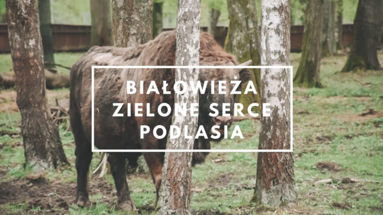 Białowieża  – zielone serce Podlasia