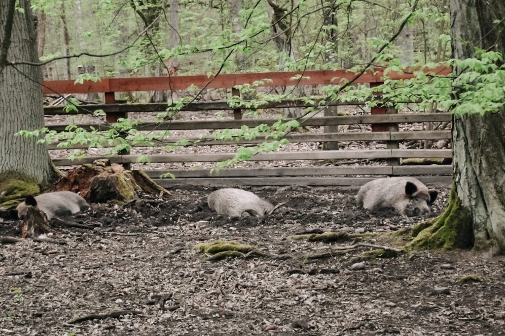 Wataha dzików śpiąca w błocie.