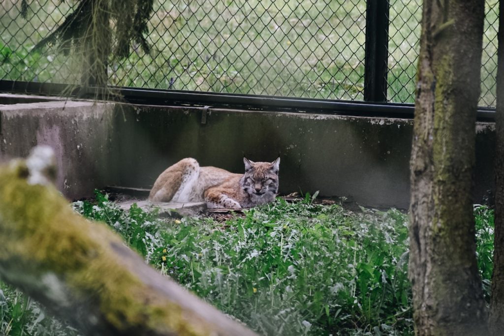 Ryś leżący w rezerwacie w Białowiezy.