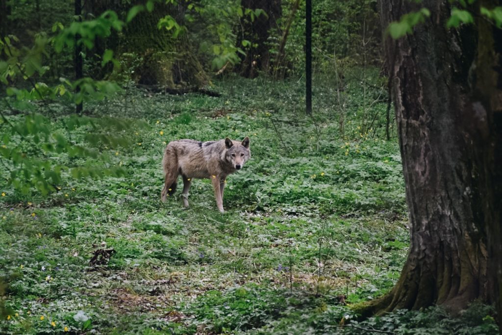 Wilk w rezerwacie w Białowiezy.