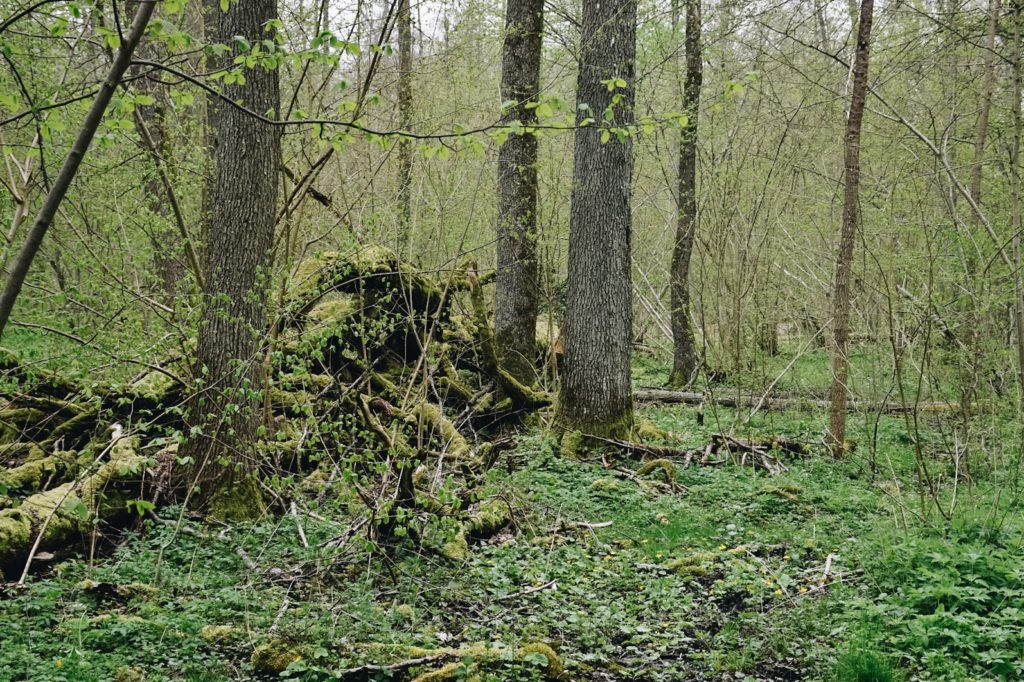 Białowieża, drzewo powalone w puszczy.