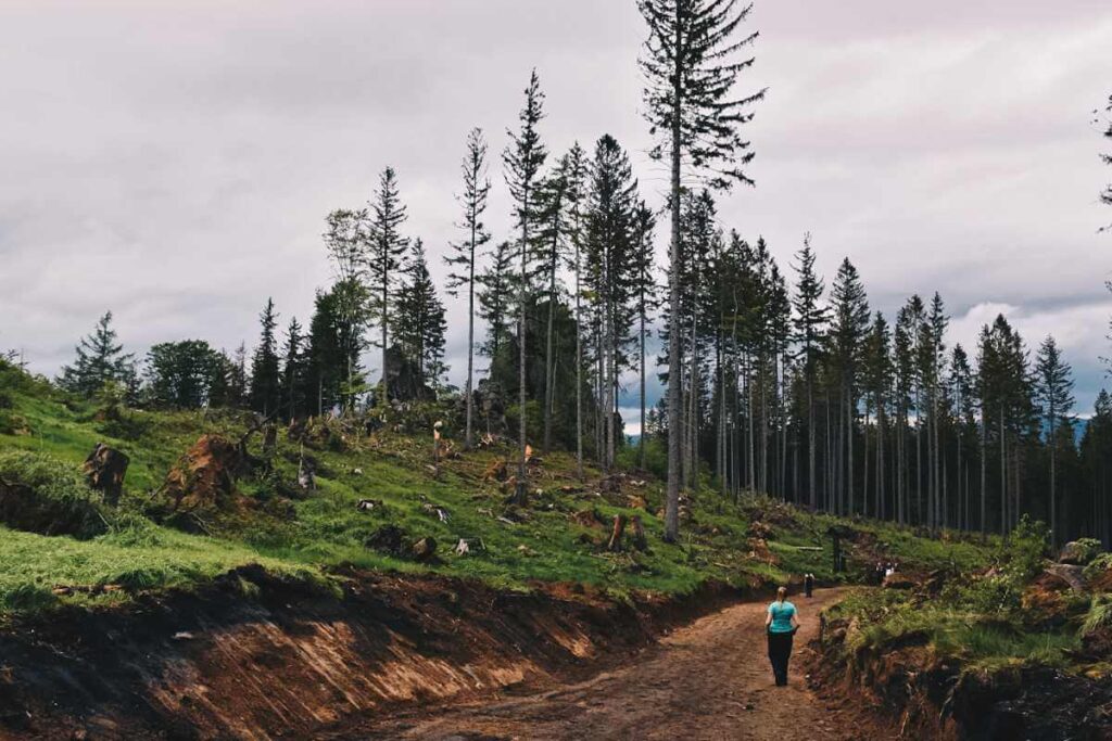 Turystka spacerująca ścieżką w górach, wśród wyciętego lasu,