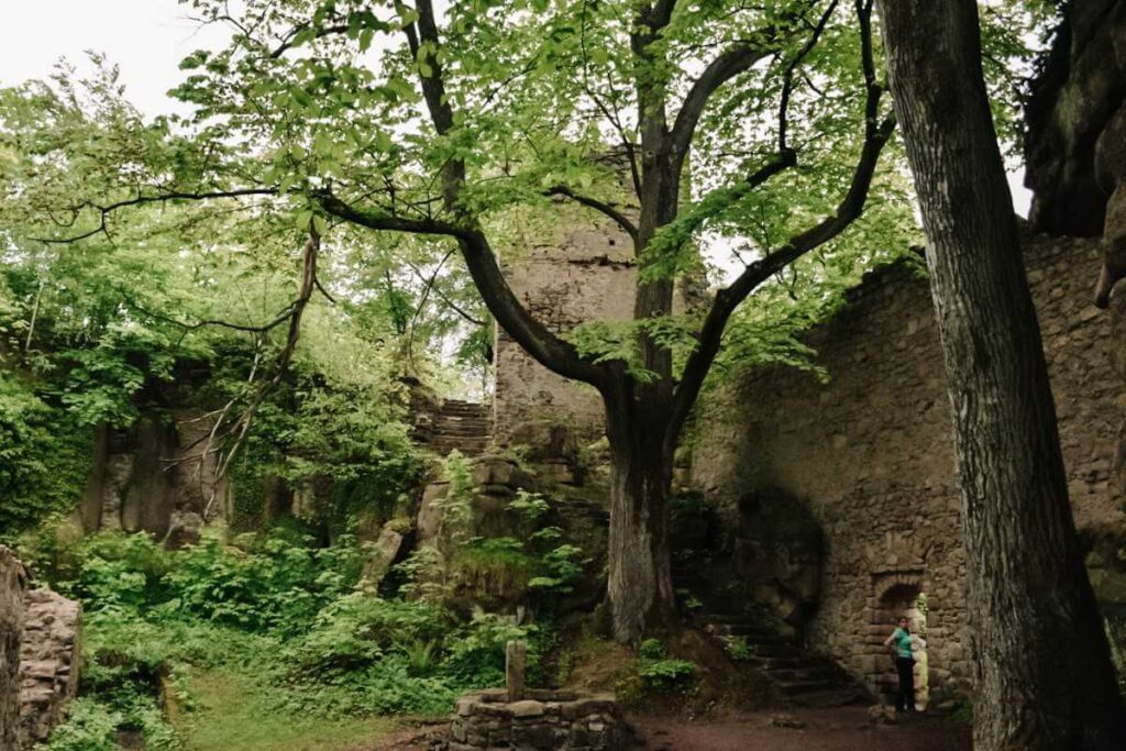 Ruiny Zamku Bolczów dziedziniec porośnięty drzewami.