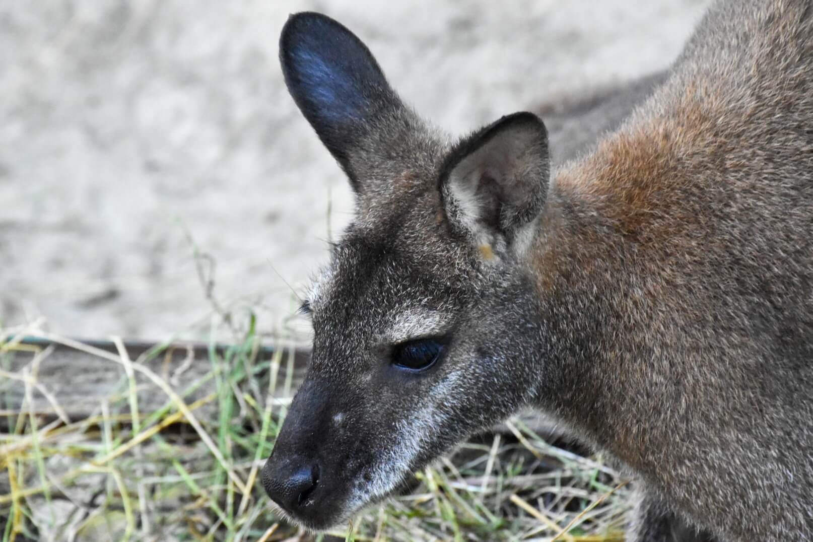 Kangurek w ZOO w Oliwie.