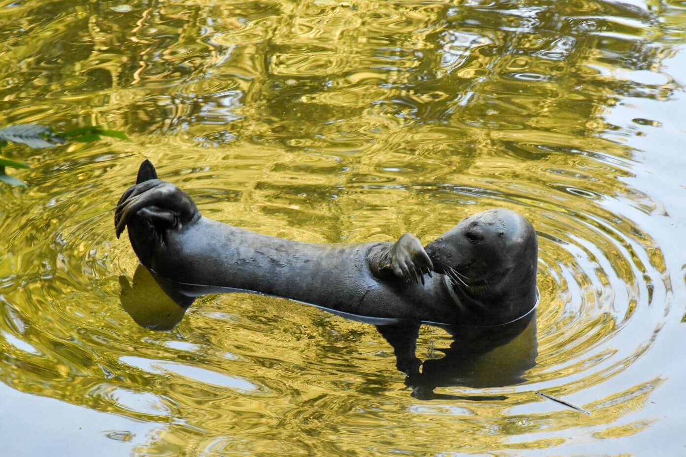 Foka w ZOO w Oliwie.