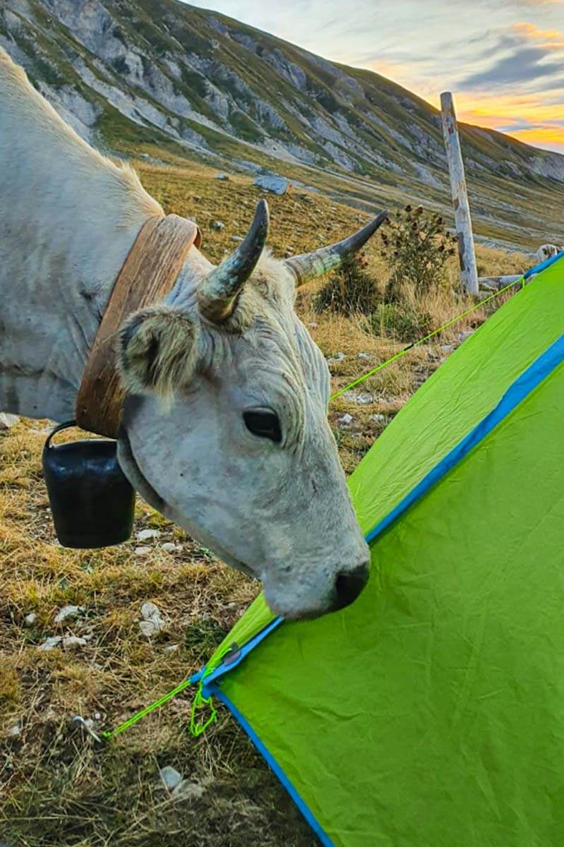 Krowa obok namiotu w Gran Sasso.