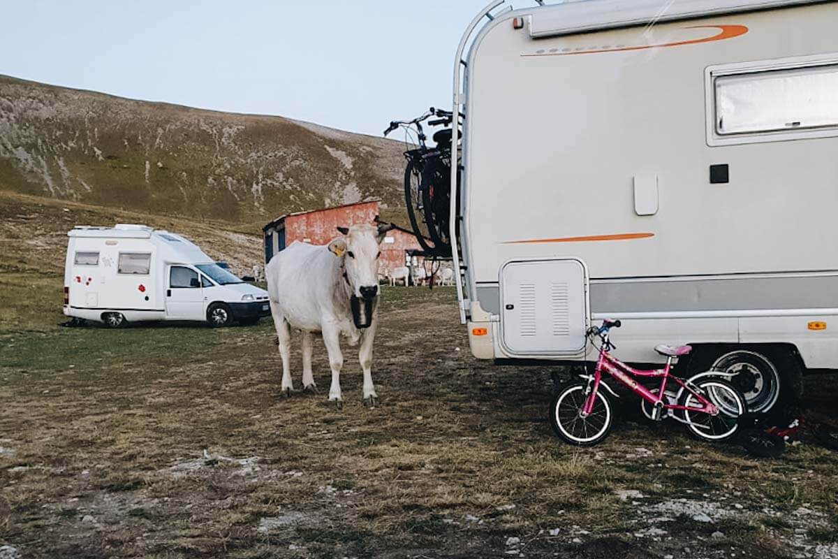 Krowa obok kampera w Gran Sasso.