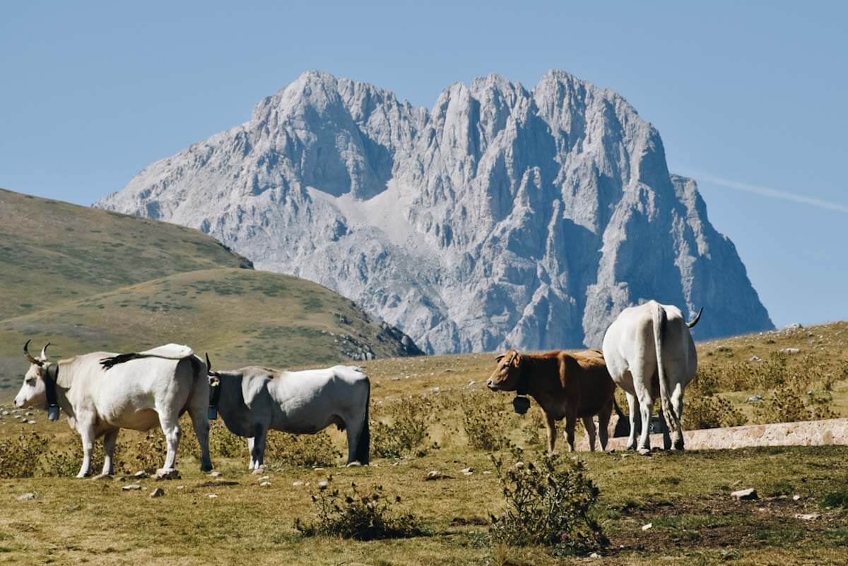 Stado krow pasących się na tle Corno Grande.