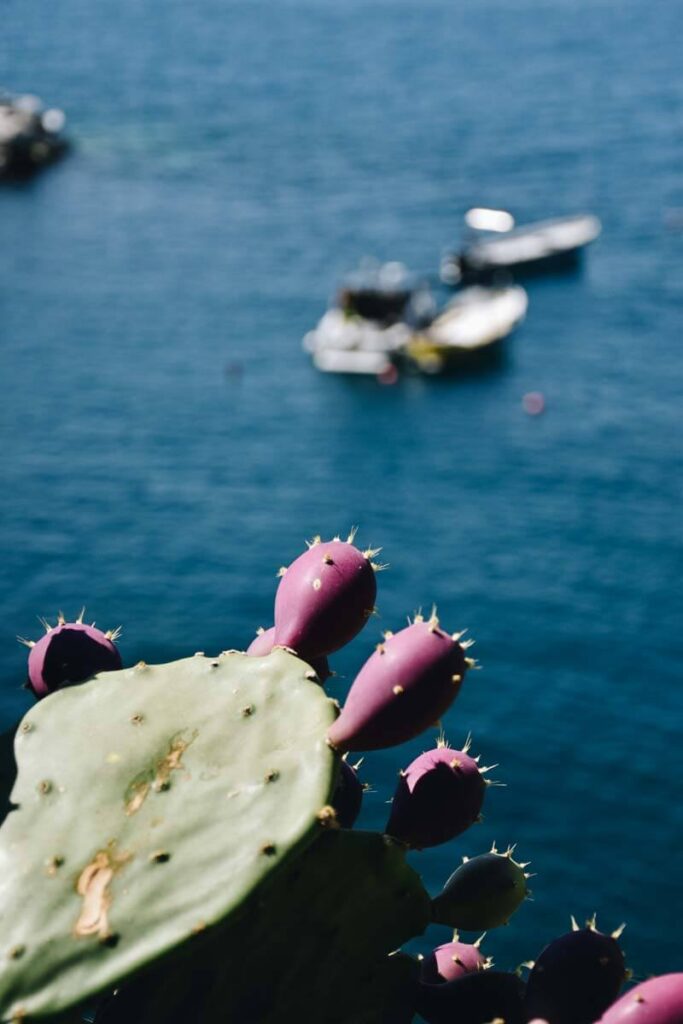Ozdobna roślina na tle łódek bujających się na morzu.
