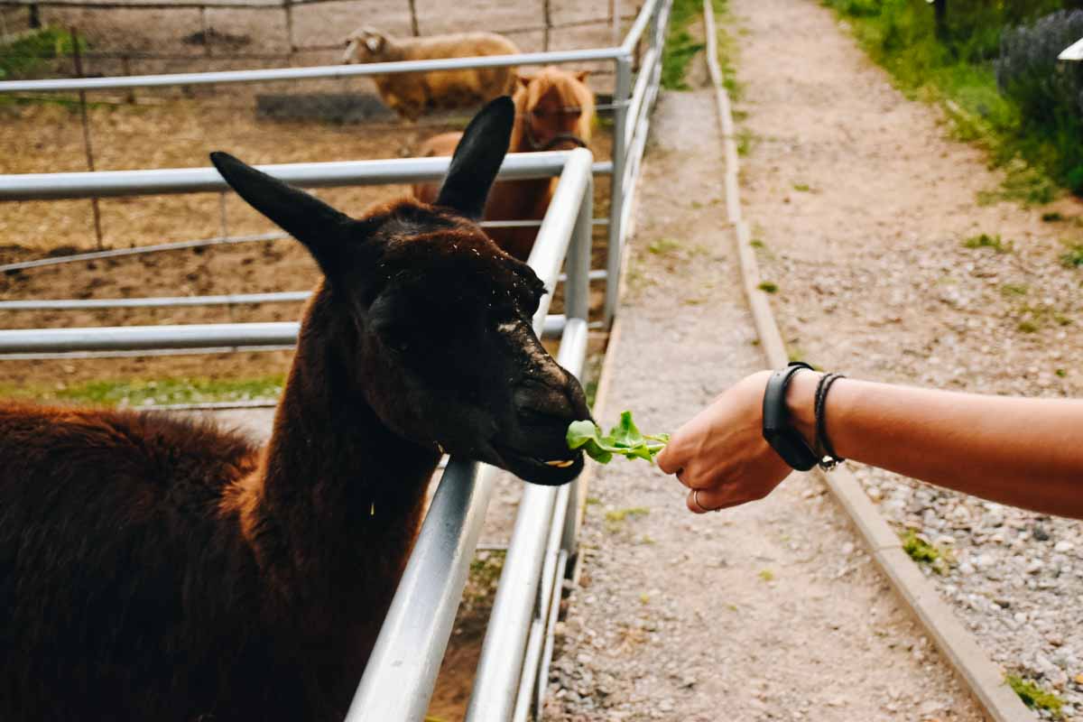 Lama jedząca z ręki.