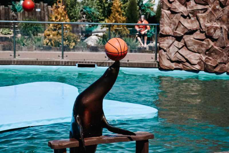 Foka podczas pokazy Seepark Sarbsk.