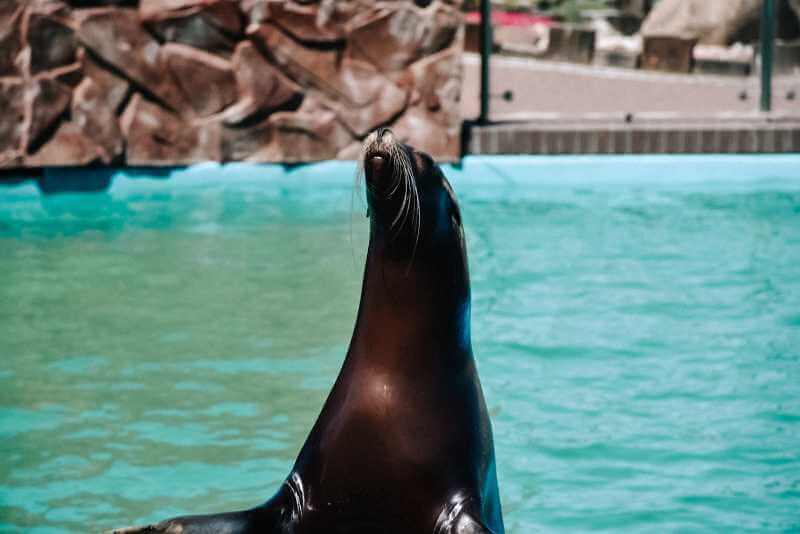 Foka w fokarium w Sarbsku.