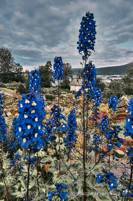 Rośliny w ogrodzie botanicznym w Tromso.