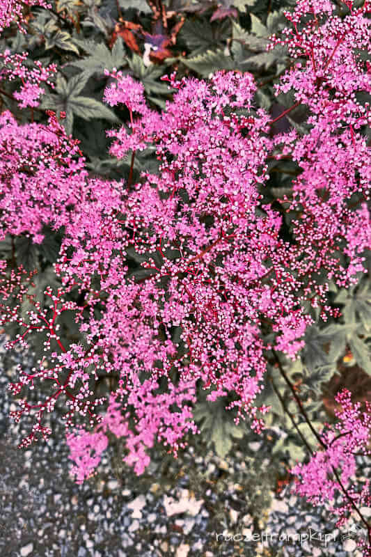 Rośliny w ogrodzie botanicznym w Tromso.