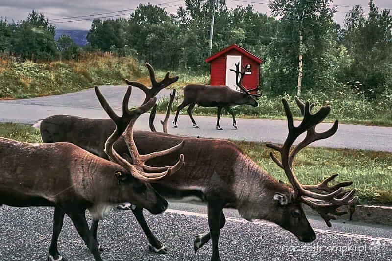 Renifery spacerujące ulicami Tromso.