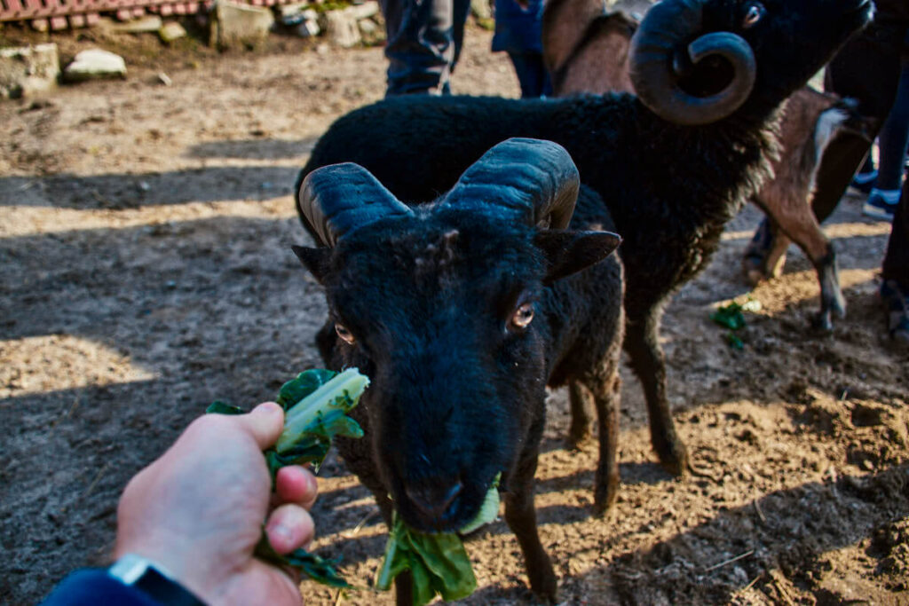 Mini ZOO w Julianówce