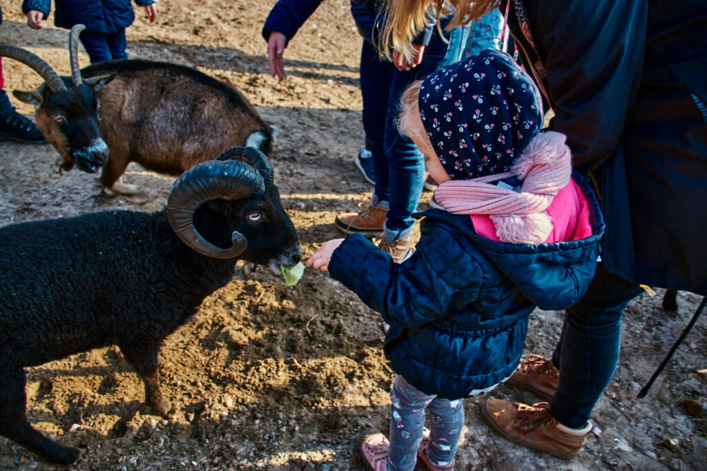 Mini Zoo w Julianówce