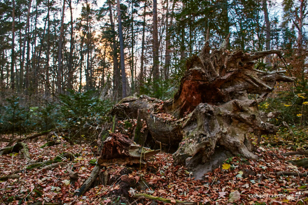 Kozienicki Park Krajobrazowy Jedlnia