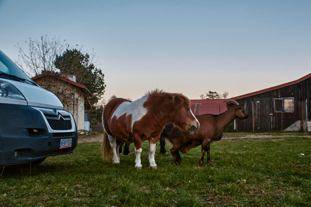 Zwierzęta w Osadzie Młynarza
