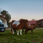 Zwierzęta w Osadzie Młynarza