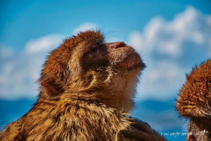 Magoty na Gibraltarze