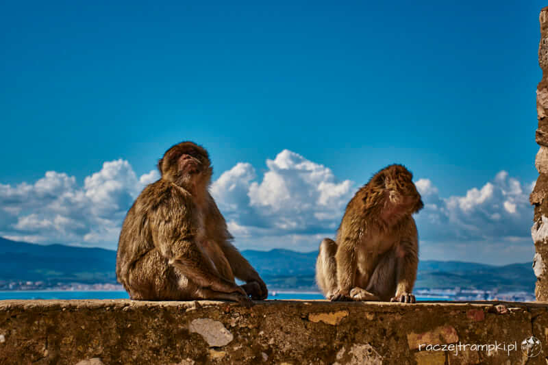 Magoty na Gibraltarze