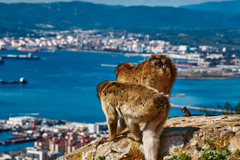 Magoty na Gibraltarze