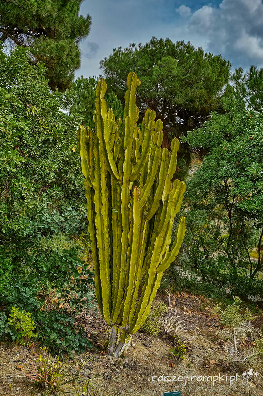 Malaga ogród botaniczny