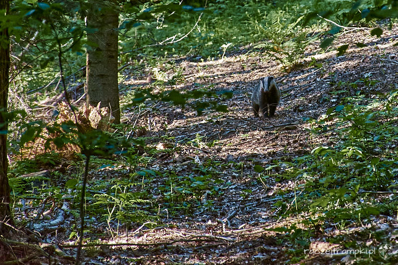 góry świętokrzyskie borsuk spotkany na szlaku