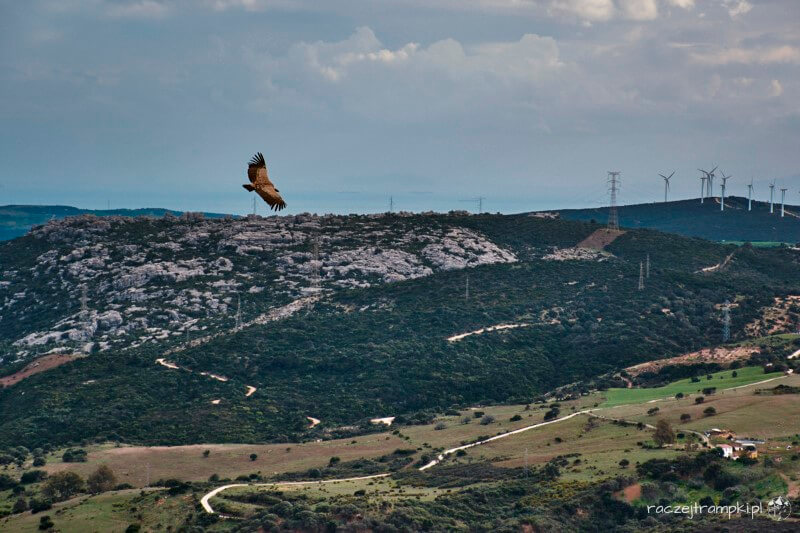 sęp nad białym miasteczkiem