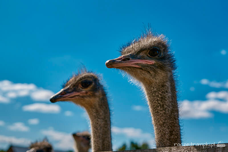 farma strusi w garczynie