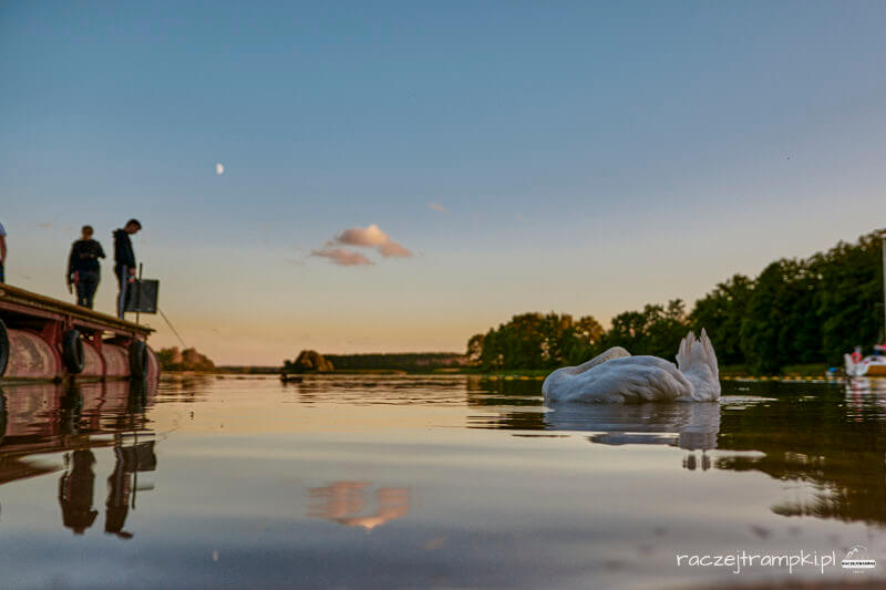 polwysep lipa kaszuby