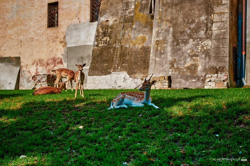 zamek w niemodlinie daniele